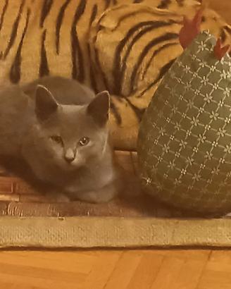 Certosino gattini