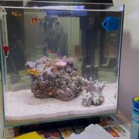 Acquario marino NEWA MORE 30l “nano reef”