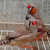 6/8/13-Maggiorati.Mandarini