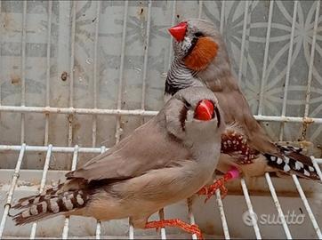 6/8/13-Maggiorati.Mandarini