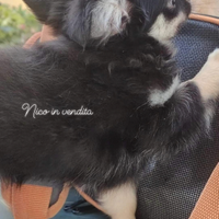 Chihuahua piccola taglia pelo lungo nero striato b