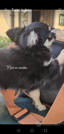 Chihuahua piccola taglia pelo lungo nero striato b