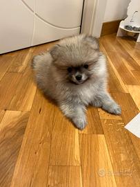 Cuccioli pomerania spitz con pedigree