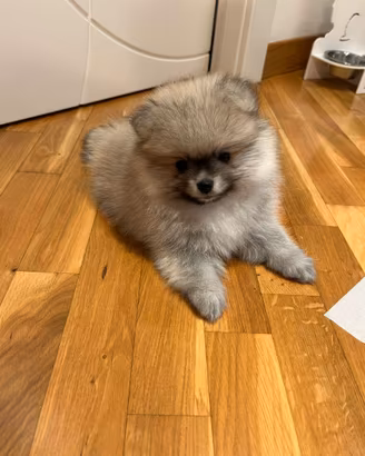 Cuccioli pomerania spitz con pedigree