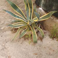 Agave americana marginata