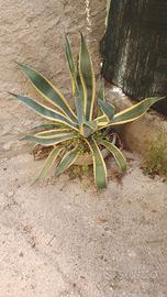 Agave americana marginata