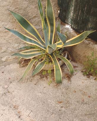 Agave americana marginata