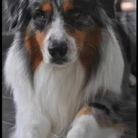 Pastore australiano maschio per monta