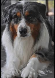 Pastore australiano maschio per monta