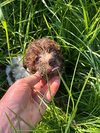 Lagotto romagnolo
