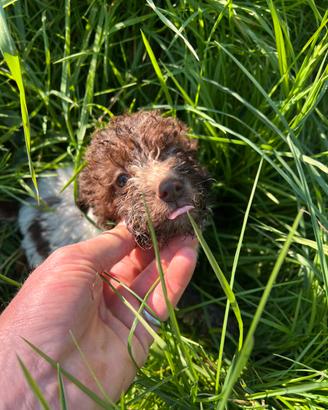 Lagotto romagnolo