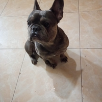 Bulldog francese per monta