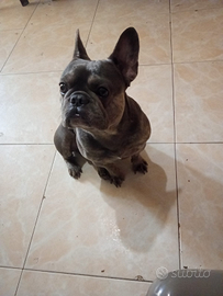 Bulldog francese per monta
