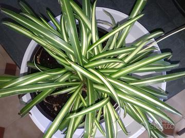 Pianta Falangio rigogliosa e purifica-aria
