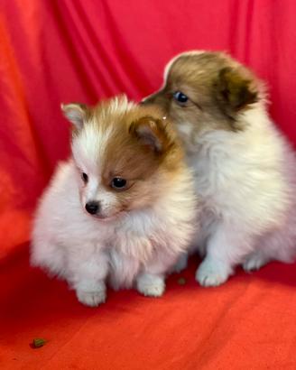 Cuccioli di volpino