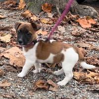 Jack Russel femmina pelo corto con pedigree Roi