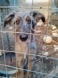 Cucciolo di cane