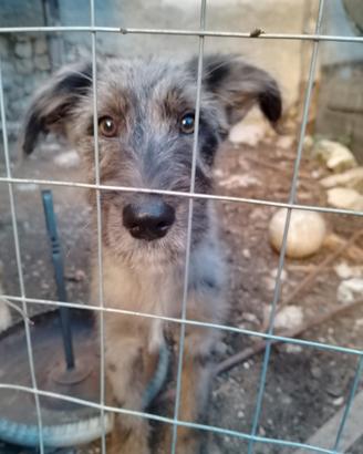 Cucciolo di cane