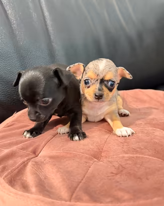 Cuccioli chihuahua Toy