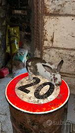 Coniglio maschio riproduttore