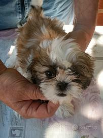 Cucciola di shih tzu