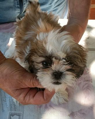 Cucciola di shih tzu