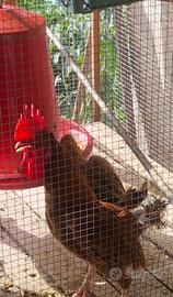 Polli araucana