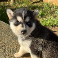 Siberian husky cucciola originale referenziata