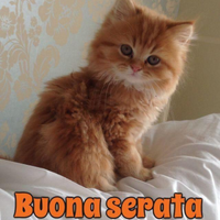 Gatto persiano di due anni piacerebbe trovare gatt