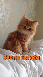 Gatto persiano di due anni piacerebbe trovare gatt