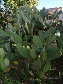 25 pale FICHIDINDIA FICO D INDIA spine rade