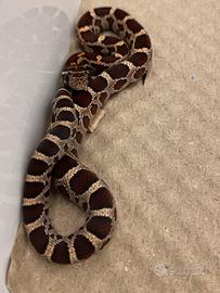 Serpenti del grano wild het scaleless amel anery