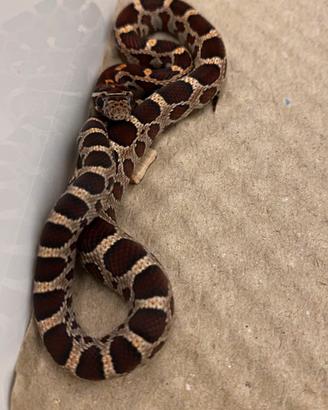 Serpenti del grano wild het scaleless amel anery