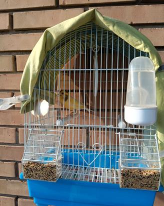 Chi è interessato gabbia per uccelli