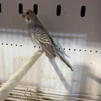 Ondulato di colore ( cocorite )