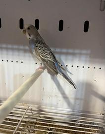 Ondulato di colore ( cocorite )