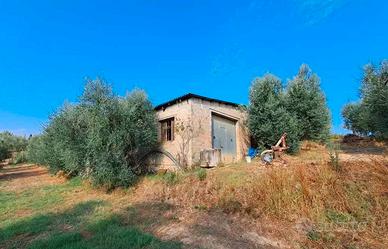 Terreno di 5 ettari/capannone 80 mq Terricciola