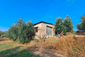 Terreno di 5 ettari/capannone 80 mq Terricciola