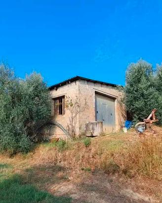 Terreno di 5 ettari/capannone 80 mq Terricciola