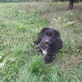 Cuccioli pastore tedesco