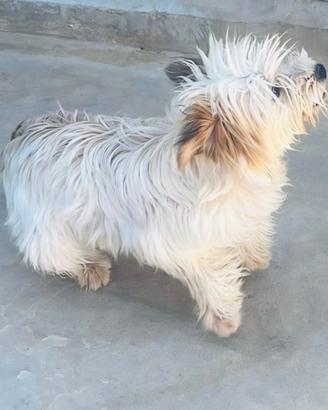 Perla, cucciola Maltese