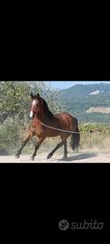 cavalla incrocio qh 
