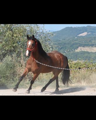 cavalla incrocio qh 