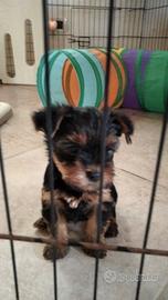 Maschietto Yorkshire taglia mini