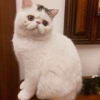 Exotic shorthair