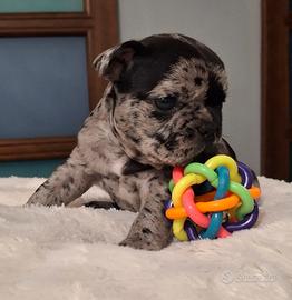 Bouledogue Bulldog Francese