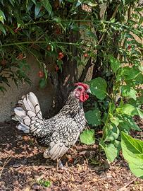 Galletti Razza Sebright