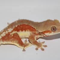 Geco ciliatus