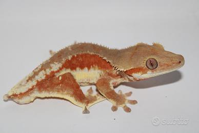 Geco ciliatus
