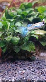 Giovani esemplari di Guppy Blue Grass Glass